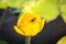 Yellow water lily - Latin name - Nuphar lutea, and and cute bee
