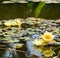 Yellow water lily (lotus)
