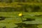 The yellow water-lily Nuphar lutea