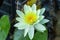 Yellow Water lily in water garden. Nymphaea flower, top view