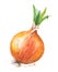 yellow watercolor onion with green leaves, hand drawn illustration