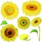 Yellow watercolor sunflowers isolated on white background.