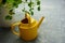 Yellow watering can next to patato plant