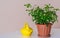 Yellow watering can beside potted plant in pot