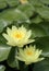 Yellow Waterlilies with green lily pads
