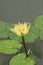 a yellow waterlilly at the pond at summer