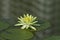 Yellow waterlily