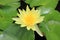 Yellow waterlily