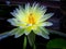 Yellow Waterlily