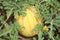 Yellow watermelon growing in the field