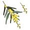 Yellow Wattle Flower Vector