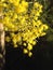 Yellow Wattle Flowers in Spring