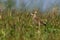 Yellow wattle lapwing  bird  in habitat shot