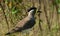 Yellow wattle lapwing  bird  in habitat shot