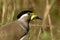 Yellow wattle lapwing  bird  in habitat shot