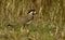 Yellow wattle lapwing  bird  in habitat shot