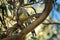 Yellow Wattlebird - Anthochaera paradoxa the largest of the honeyeaters, endemic to Tasmania, Australia