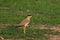 Yellow wattled lapwing