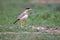 Yellow wattled lapwing