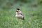 Yellow wattled lapwing