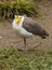 Yellow wattled lapwing