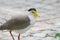 A Yellow-wattled Lapwing bird closeup against the backdrop of a concrete floor