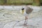 A Yellow-wattled Lapwing bird walking on a concrete floor