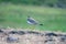 A yellow wattled lapwing in the grassland