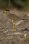 Yellow Wattled Lapwing or Vanellus malabaricus.