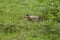 Yellow wattled lapwing or Vanellus malabaricus closeup in natural monsoon green grass at keoladeo national park or bharatpur bird