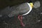 Yellow Wattled Plover Bird