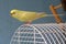 Yellow wavy parrot sits on a cage