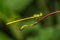 Yellow Waxtail Damselfly (Ceriagrion coromandelianum)