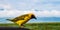 Yellow weaver bird