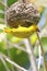Yellow weaver bird building a nest