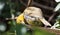 Yellow weaver bird chewing on a branch