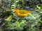 Yellow Weaver Bird Closeup