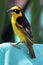 Yellow Weaver Bird or Finch