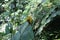 Yellow weaver bird. Seen and shot on self drive safari tour through national parks in Singapore, asia.