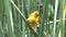 Yellow weaver bird in a tree Safari in Kenya