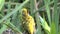 Yellow weaver bird in a tree Safari in Kenya