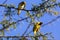 Yellow Weaver Bird Wilderness Savannah Grassland Great Rift Valley Maasai Mara National Game Reserve Park NarokCounty Kenya