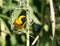 Yellow weaver staring from nest frame