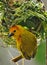 Yellow Weaverbird