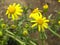 Yellow weed, Eastern Groundsel Senecio vernalis