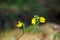 Yellow Weed flower. Buttercup, close up in sunlit morning field..