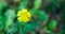 Yellow Weed flower. Buttercup, close up in sunlit morning field..