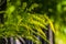 Yellow weed flowers near a wooden fence