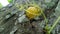 Yellow weed fruit III