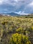 Yellow weeds in field at Great Sand Dunes in Colorado